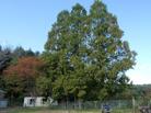 ふるさと宝物写真-小川（別ウィンドウで開く）