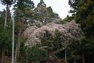 ふるさと宝物写真-久之浜大久（別ウィンドウで開く）